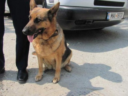 Un copil dispărut a fost găsit cu ajutorul câinelui de urmă